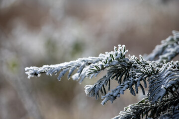 frost on branches