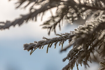 frost on branches