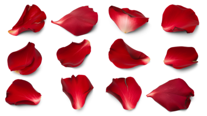 Set of red rose flowers petals isolated on transparent background.