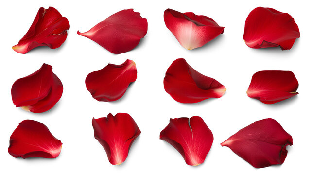 Set of red rose flowers petals isolated on transparent background. - Powered by Adobe