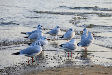 兵庫県西宮市の香櫨園浜のゆりかもめ。