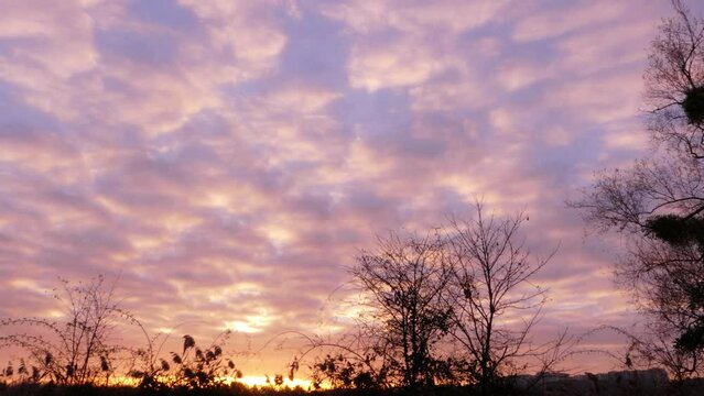 Beautiful pink clouds in the sky. Cumulonimbus passage with the silhouette of leafless trees. Sunrise in the background.