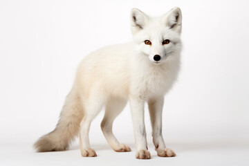 Obraz premium Arctic Fox right side view portrait. Adorable fox studio photography