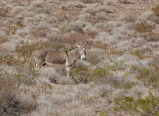 wild burro donkey in desert