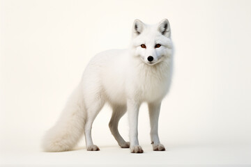 Arctic Fox standing on a white background. Animal side portrait.