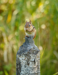 chipmunk making hand signs on stump 