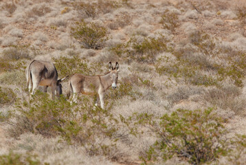 wild burro donkey in desert
