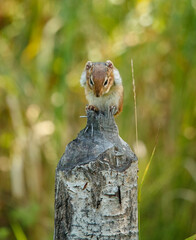 chipmunk making hand signs on stump 