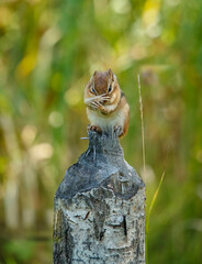 chipmunk making hand signs on stump 