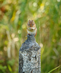 chipmunk making hand signs on stump 