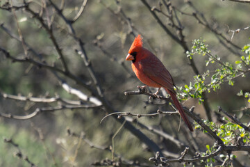 Northern Cardinal at Cholla Campgrounf, Tonto National Forest, AZ, USA