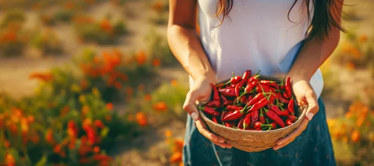 Crédence en verre imprimé Piments forts The vibrant red chili peppers, held by a young female farmer, are a testament to the fruitful harvest of spicy and flavorful capsicum.