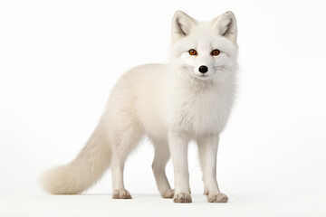 Arctic Fox standing on a white background. Animal side portrait.