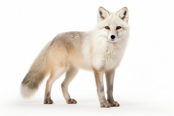 Arctic Fox standing on a white background. Animal side portrait.