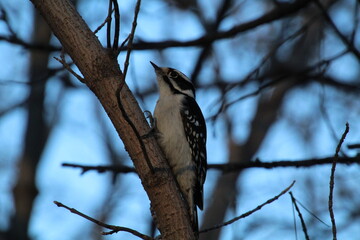 Woodpecker On A Branch, Gold Bar Park, Edmonton, Alberta