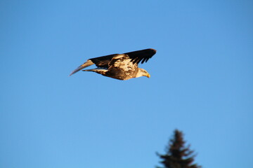Eagle In Flight, Gold Bar Park, Edmonton, Alberta