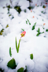 First tulips in the snow