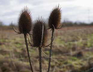 Obraz premium Three Thistles in Winter