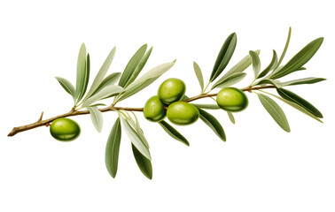 Olive branch with green olives PNG - obrazy, fototapety, plakaty