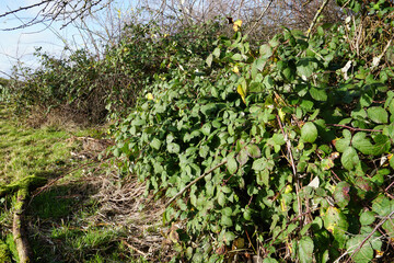 Fototapeta na wymiar Overgrown Blackberry Bush