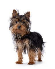 Cute little black and tan Yorkshire Terrier dog puppy, standing diagonal. Looking straight to camera. Isolated on a white background.