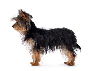 Cute little black and tan Yorkshire Terrier dog puppy, standing side ways Looking side ways showing profile. Isolated on a white background.