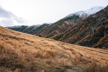 A Winding Path Through Golden Fields Leading to Snow-Dusted Mountains