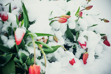 First tulips in the snow