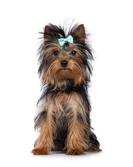 Cute little black and tan Yorkshire Terrier dog puppy, sitting up facing front wearing bow tie. Looking towards camera. Isolated on a white background.