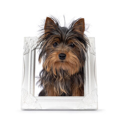 Cute little black and tan Yorkshire Terrier dog puppy, standing trought white image frame. Looking towards camera. Isolated on a white background.