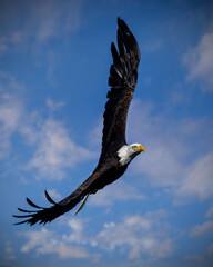 Bald Eagle in Flight 6