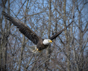 Bald Eagle in Flight 2