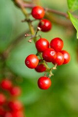 red berries of a currant Brazilian pepper tree