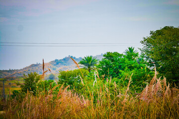 Fototapeta premium Mountain, Tree , Jungle in meadows