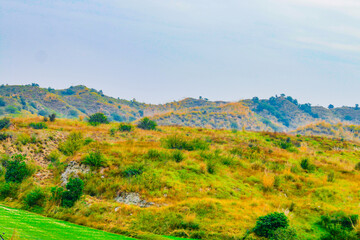 Obraz premium Mountain, Tree , Jungle in meadows