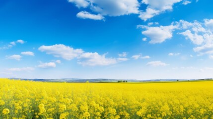 Vibrant wildflower meadow beneath clear blue sky - nature's colorful landscape