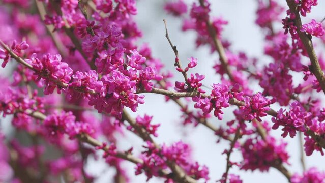 Cercis Siliquastrum In Bloom. Beautiful Redbud Tree Blooming In Pink And Purple Tones Branches. Close up.