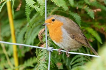 Portrait of a European robin (erithacus rubecula) perching on a wire fence