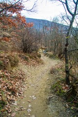 Central European forest in late autumn