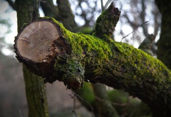 Cut thick tree branch in a forest covered with moss