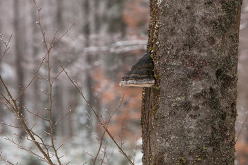 Hoof Fungus (Fomes fomentarius) on a tree trunk in a forest