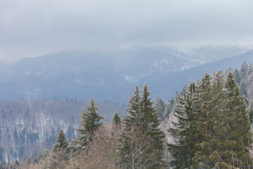 View on a mountain landscape in winter with snow and a forest Common Spruce (Picea abies)