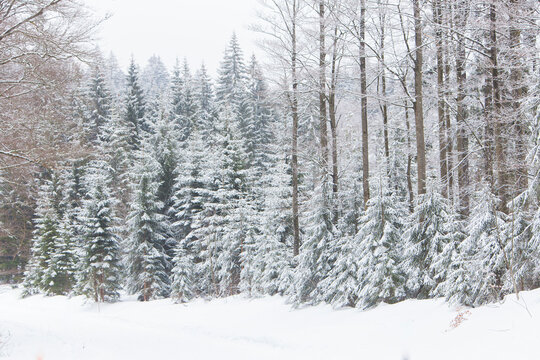 View on a mountain landscape in winter with snow and a forest Common Spruce (Picea abies)