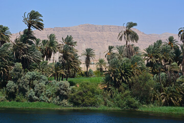 Fototapeta na wymiar Palmenwald am Nilufer, Ägypten