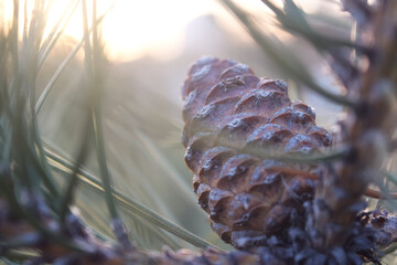overhead view on spuce and thuja branches with cones, Christmas