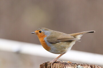 Robin Red Breast (erithacus rubecula)