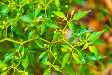 Green chili plant bush tree growing in the wild Coba Mexico.