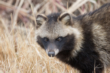 冬の河川敷で餌を探す狸