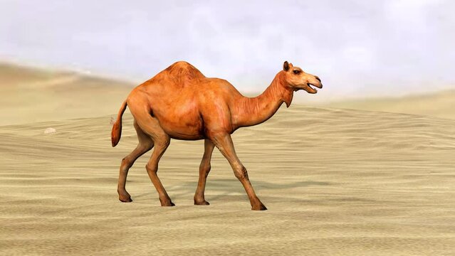 4k Camel with long slender legs, broad cushioned feet animation, desert intro outro, A 3D long-necked ungulate mammal of arid country Camel walking entering and outing render in the desert.