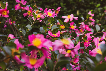 A lot of pink camellia flowers in full bloom growing on a bush in spring garden. Summertime...